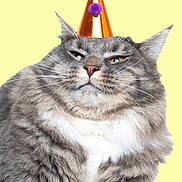 Tucker joined the competition — help win amazing prizes! animal, cat, celebration, closeup, cute, expression, feline, fluffy, funny, fur, gray_cat, headwear, indoor, orange_hat, party_hat, pet, pom_poms, portrait, whiskers, yellow_background