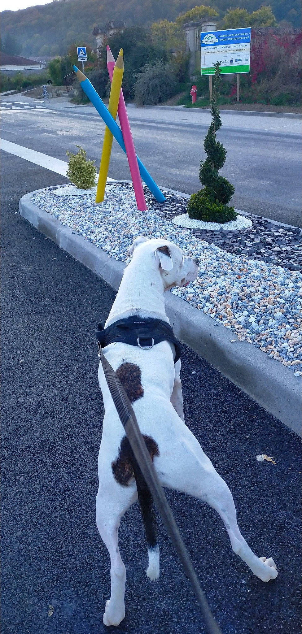 Leky participe au concours pour gagner de l'argent avec cette photo : asphalt, canidae, collar, companion_dog, concrete, cone, dog, dog_breed, dog_collar, fashion_accessory, grass, plant, road, road_surface, shadow, sidewalk, sporting_group, street, tail, tar