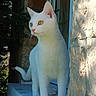 cat, white_cat, yellow_eyes, standing, windowsill, outdoor, portrait, pet, feline, whiskers, ears, tail, fur, sunlight, stone_wall, window, doorway, greenery, alert, animal_photography
