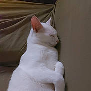 Swan participe au concours pour gagner de l'argent avec cette photo : cat, white_cat, sleeping, sleepy, pet, animal, feline, close_up, portrait, couch, sofa, indoor, home, relaxed, lying_down, curled_up, white_fur, pink_nose, pointed_ears, cozy