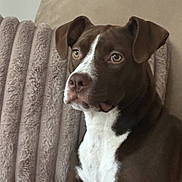 Lexi joined the competition — help win amazing prizes! dog, brown_dog, white_chest, pet, canine, indoor, couch, pillow, fur, ears, eyes, snout, sitting, domestic_animal, companion, relaxed, portrait, animal, face, furniture