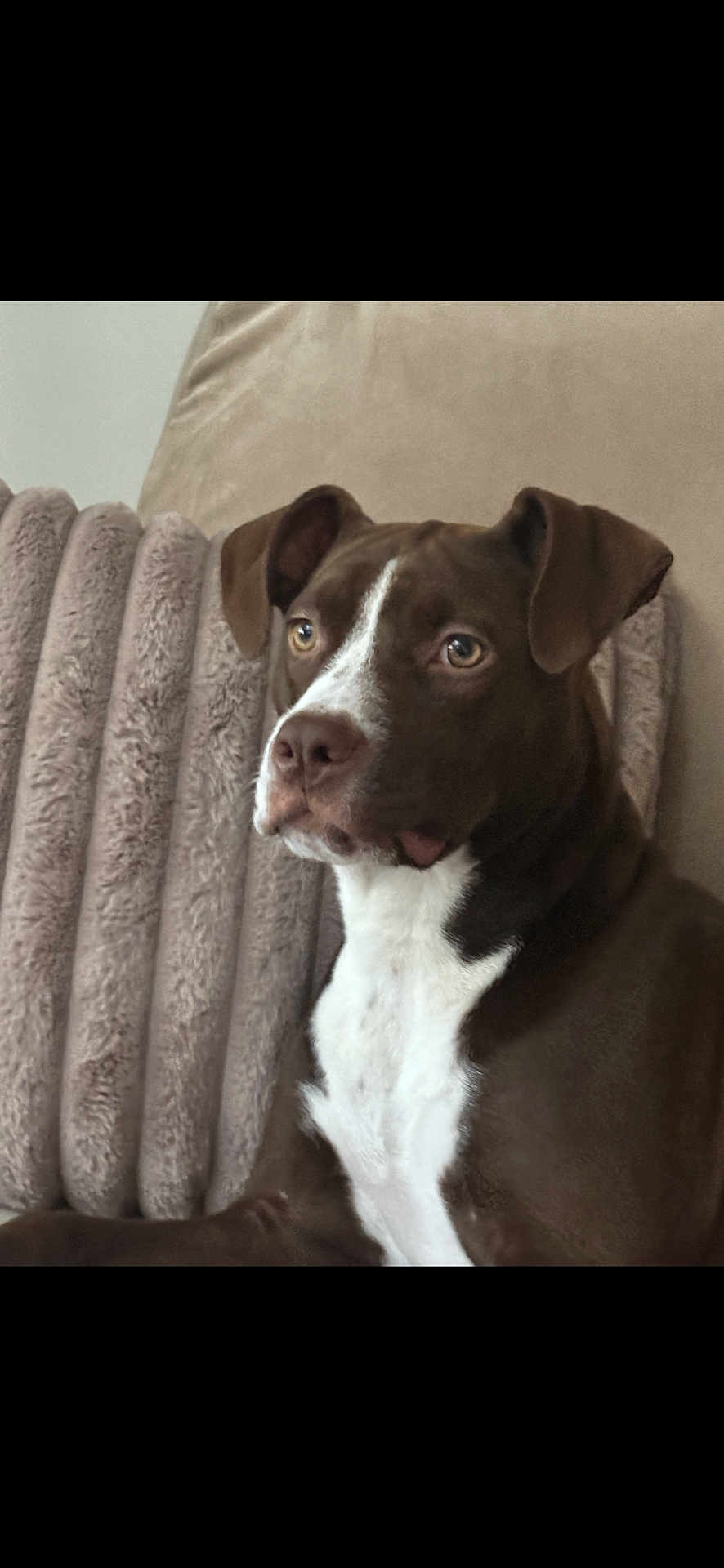 Lexi joined the competition — help win amazing prizes! dog, brown_dog, white_chest, pet, canine, indoor, couch, pillow, fur, ears, eyes, snout, sitting, domestic_animal, companion, relaxed, portrait, animal, face, furniture