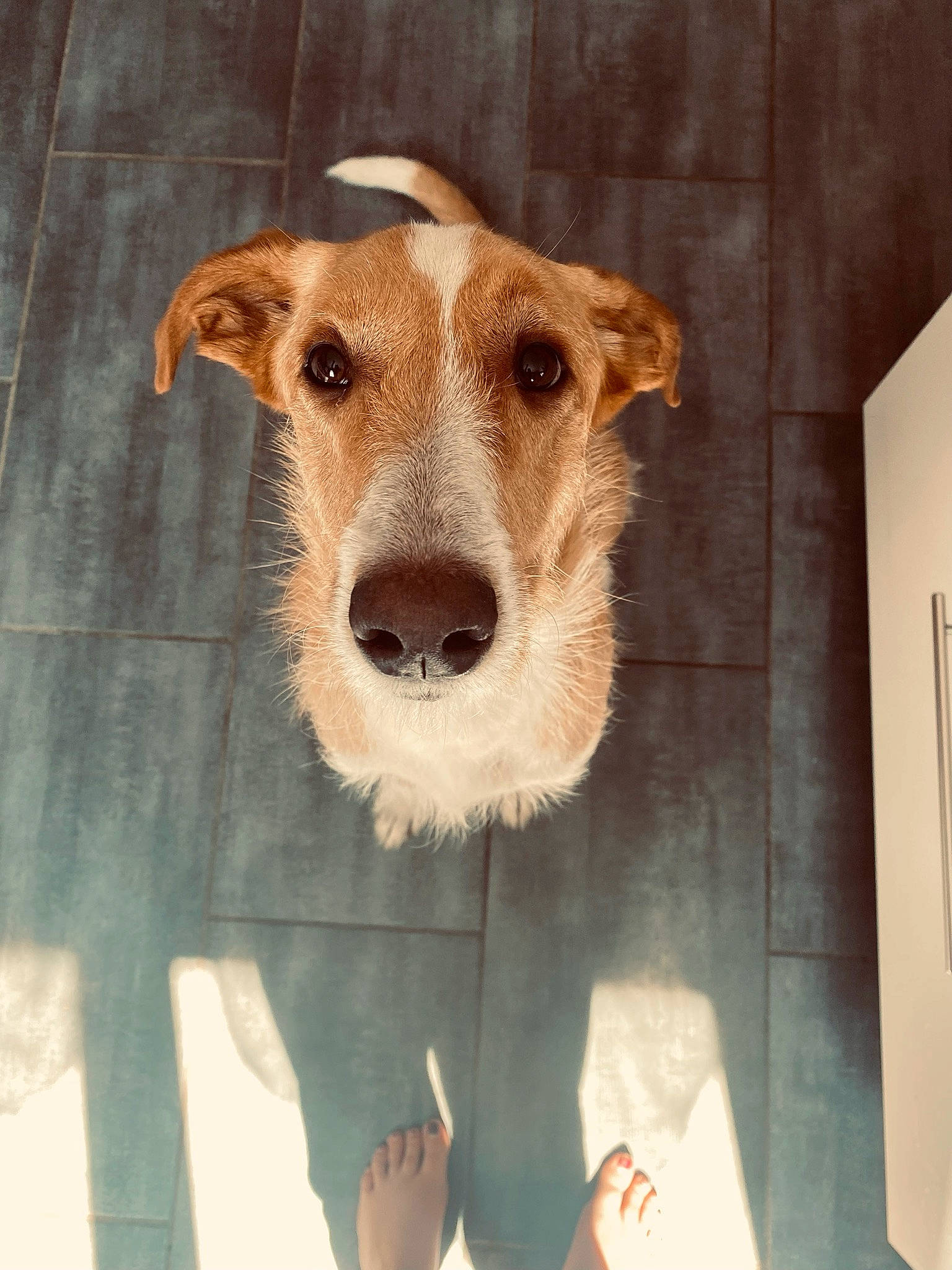 Ganesh participe au concours pour gagner de l'argent avec cette photo : ancient_dog_breeds, canidae, carnivore, collar, companion_dog, dog, dog_breed, fawn, fur, pet_supply, rectangle, snout, sporting_group, terrestrial_animal, whiskers, wood, working_animal