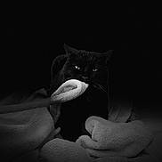 Rafy a rejoint le concours — aidez-le/la à gagner de superbes lots ! animal, black_cat, blanket, cat, closeup, comfort, cozy, cute, dark, fur, fuzzy, home, indoor, mystery, pet, relaxed, shadow, sleepy, soft_texture, whiskers