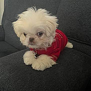 Chip is registered to the contest to win money with this photo: dog, puppy, small_dog, fluffy, white_fur, red_shirt, pet, indoor, couch, furniture, curly_fur, cute, animal, lying_down, cozy, expression, portrait, companion, domestic_animal, relaxing