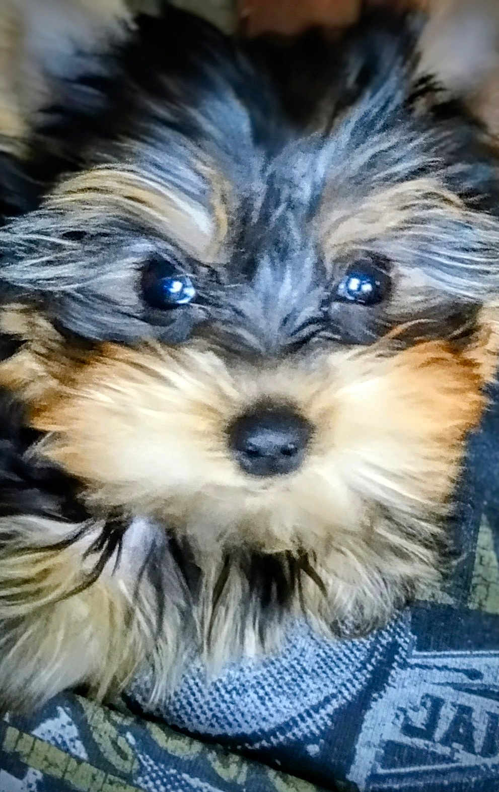 Bella is registered to the contest to win money with this photo: puppy, dog, close_up, fluffy, fur, cute, pet, animal, face, black, brown, eyes, nose, young, portrait, indoor, cuddly, small, resting, patterned_background