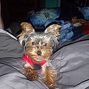 Bella is registered to the contest to win money with this photo: dog, small_dog, pet, indoor, blanket, gray_blanket, red_sweater, fur, ears, animal, cute, lying_down, cozy, face, looking_at_camera, sleepy, furniture, dim_light, bedroom, companion