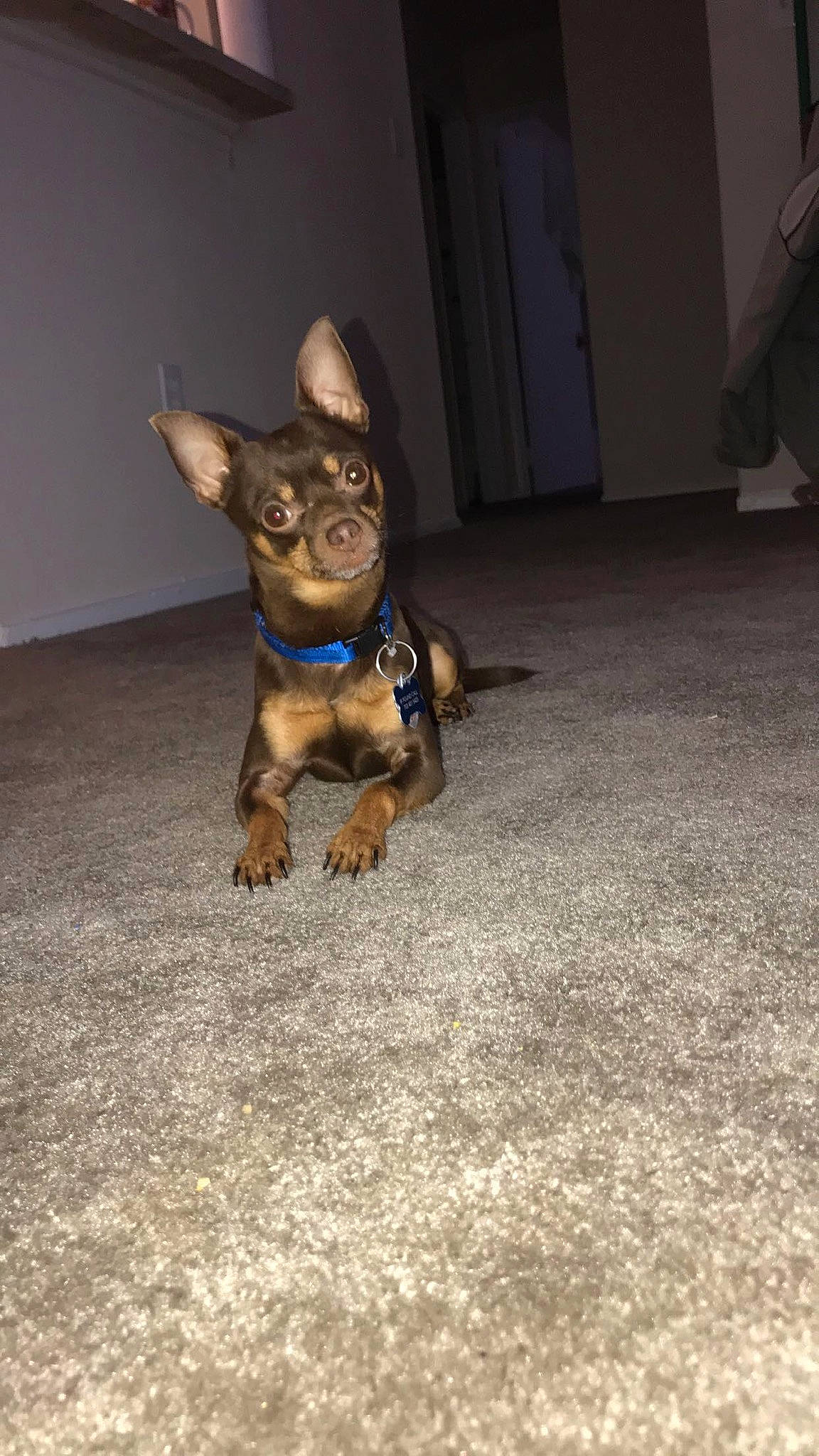 Poppy Canelo Marquez is registered to the contest to win money with this photo: canidae, carnivore, chihuahua, dog, dog_breed, fawn, mammal, miniature_pinscher, prazsky_krysarik, puppy, snout, sporting_group, toy_dog, vertebrate