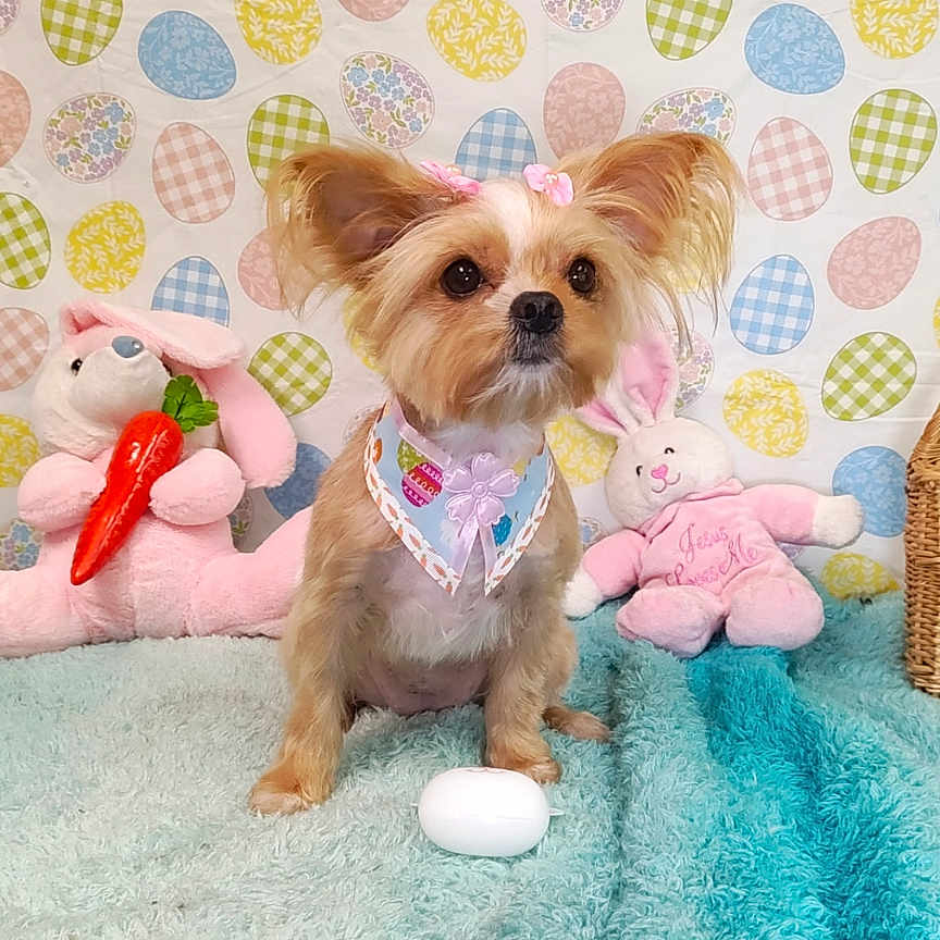 Jennifer Fielding joined the competition — help win amazing prizes! animal, bandana, blanket, carrot, colorful, cute, decor, dog, ears, easter, face, fur, indoor, pattern, pet, pink_bow, plush_bunny, sitting, small_dog, toy