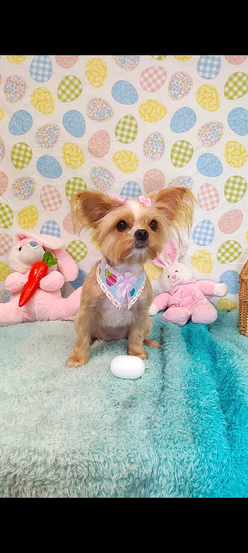 Jennifer Fielding joined the competition — help win amazing prizes! dog, small_dog, toy, plush_bunny, carrot, blanket, decor, easter, pattern, cute, pet, indoor, fur, animal, pink_bow, bandana, face, ears, sitting, colorful
