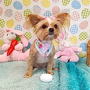 Molly joined the competition — help win amazing prizes! dog, small_dog, pink_bows, bandana, plush_toy, bunny_toy, carrot_toy, easter_theme, easter_eggs, patterned_wallpaper, blue_blanket, soft_texture, indoor, cute, pet, decorative, animal, sitting, cozy, festive