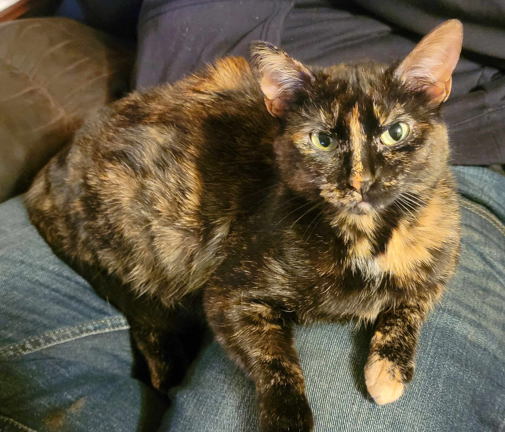 Masa is registered to the contest to win money with this photo: cat, tortoiseshell_cat, pet, animal, feline, fur, whiskers, ears, eyes, lap, denim, clothing, indoor, resting, cute, companion, domestic_animal, relaxed, closeup, mammal