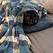 Masa joined the competition — help win amazing prizes! bed, blanket, blue, cat, checkered, clothing, comfort, cozy, fabric, feline, folds, indoor, jeans, nap, pet, resting, sleepy, snug, tucked_in, warm