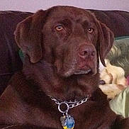 Buca joined the competition — help win amazing prizes! dog, labrador, chocolate_labrador, pet, canine, collar, chain_collar, tag, indoor, couch, sofa, blanket, brown_fur, closeup, portrait, animal, mammal, ears, face, nostrils