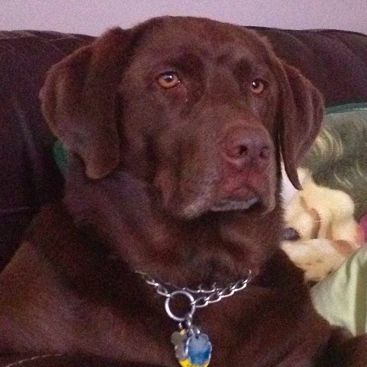 Buca joined the competition — help win amazing prizes! animal, blanket, brown_fur, canine, chain_collar, chocolate_labrador, closeup, collar, couch, dog, ears, face, indoor, labrador, mammal, nostrils, pet, portrait, sofa, tag