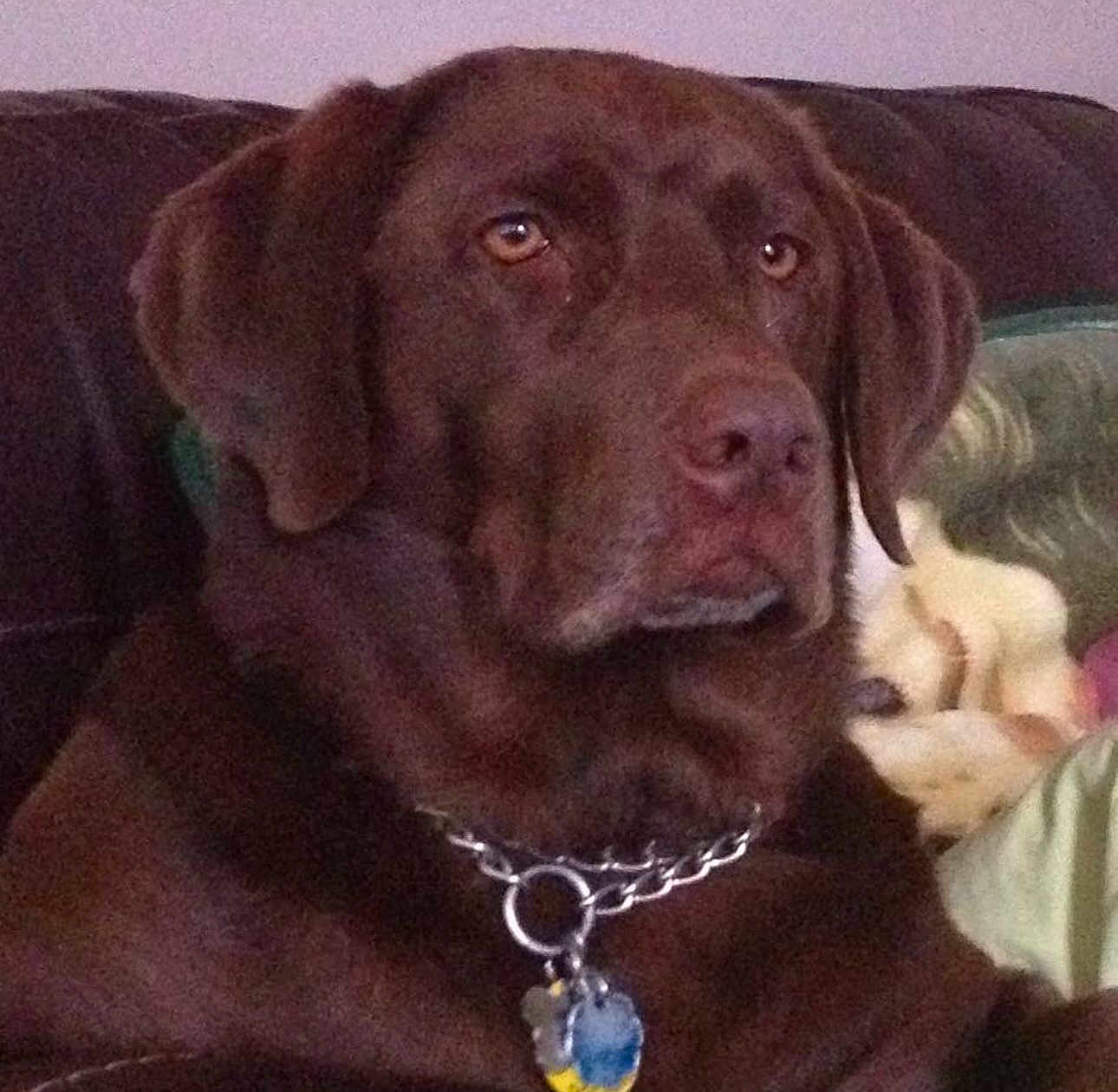 Buca joined the competition — help win amazing prizes! dog, labrador, chocolate_labrador, pet, canine, collar, chain_collar, tag, indoor, couch, sofa, blanket, brown_fur, closeup, portrait, animal, mammal, ears, face, nostrils