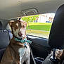 Simba is registered to the contest to win money with this photo: animal, back_seat, brown_and_white, calm, car_interior, collar, curious, daylight, dog, green_grass, leash, looking, outdoor_view, pet, residential_area, road, seated, tree, vehicle, window