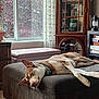 Simba joined the competition — help win amazing prizes! books, carpet, collar, curtains, decor, dog, furniture, glass_cabinet, home, indoor, light, living_room, ottoman, plant, relaxed, resting, shelf, vintage_furniture, window, wood