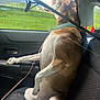 animal, car_interior, collar, dog, fishing_rod, greenery, leash, mountains, nature, outdoor_view, pet, relaxed, road_trip, scenery, seat, side_profile, sunlight, travel, vehicle, window