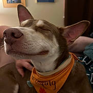 Simba joined the competition — help win amazing prizes! animal, bandana, brown_fur, closeup, cozy, dog, ears, fall_theme, furniture, indoor, nose, person_hand, pet, picture_frame, portrait, relaxed, resting, smiling, wall, white_fur