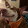 animal, bandana, brown_fur, closeup, cozy, dog, ears, fall_theme, furniture, indoor, nose, person_hand, pet, picture_frame, portrait, relaxed, resting, smiling, wall, white_fur