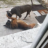 Athes participe au concours pour gagner de l'argent avec cette photo : dog, dogs, playing, patio, outdoor, tile_floor, stone_wall, dog_house, brown_dog, black_and_white_dog, pets, collar, concrete, wood, fence, animal_interaction, canine, daylight, nature, fun