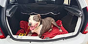 Athes participe au concours pour gagner de l'argent avec cette photo : dog, car, trunk, blanket, pet, animal, leash, happy, tongue_out, gray_and_white, laying_down, collar, inside, vehicle, transportation, resting, cute, domestic_animal, canine, relaxed