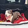 dog, car, trunk, blanket, pet, animal, leash, happy, tongue_out, gray_and_white, laying_down, collar, inside, vehicle, transportation, resting, cute, domestic_animal, canine, relaxed