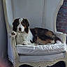 Ulko participe au concours pour gagner de l'argent avec cette photo : dog, armchair, white, vintage, furniture, pet, relaxed, indoor, brick_wall, cushion, canine, resting, animal, comfort, seat, portrait, house, domestic, brown, black