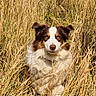 Ulko a rejoint le concours — aidez-le/la à gagner de superbes lots ! dog, grass, field, nature, outdoor, animal, canine, brown, white, fur, blue_eyes, sitting, alert, wild, summer, sunlight, portrait, cute, pet, environment