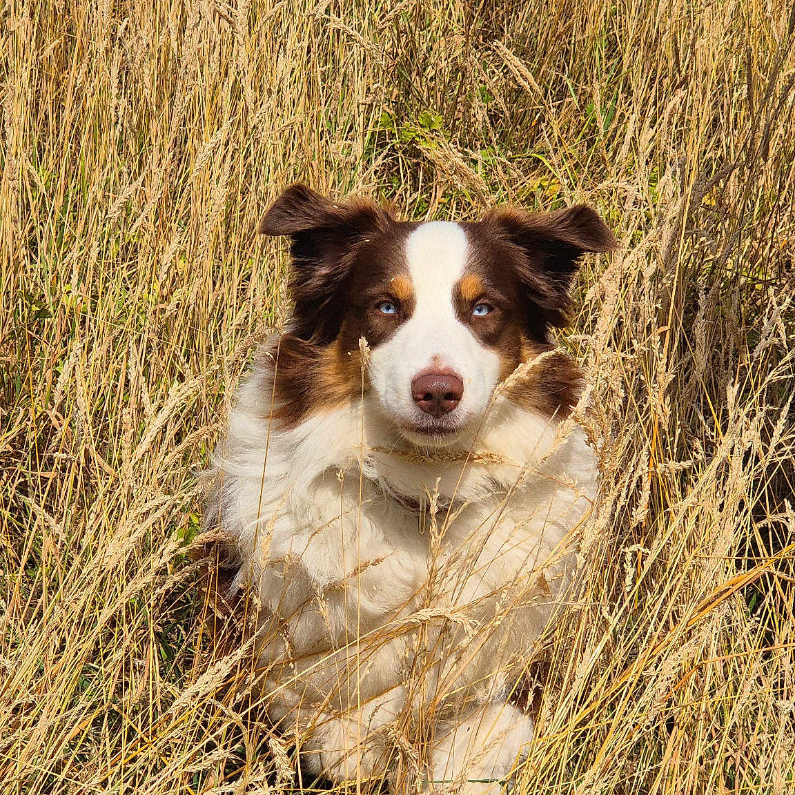 Ulko a rejoint le concours — aidez-le/la à gagner de superbes lots ! dog, grass, field, nature, outdoor, animal, canine, brown, white, fur, blue_eyes, sitting, alert, wild, summer, sunlight, portrait, cute, pet, environment