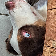 Ulko participe au concours pour gagner de l'argent avec cette photo : dog, blue_eye, nose, fur, close_up, lying_down, wood, concrete, brown_and_white, pet, animal, outdoor, snout, whiskers, texture, resting, side_view, canine, portrait, detail