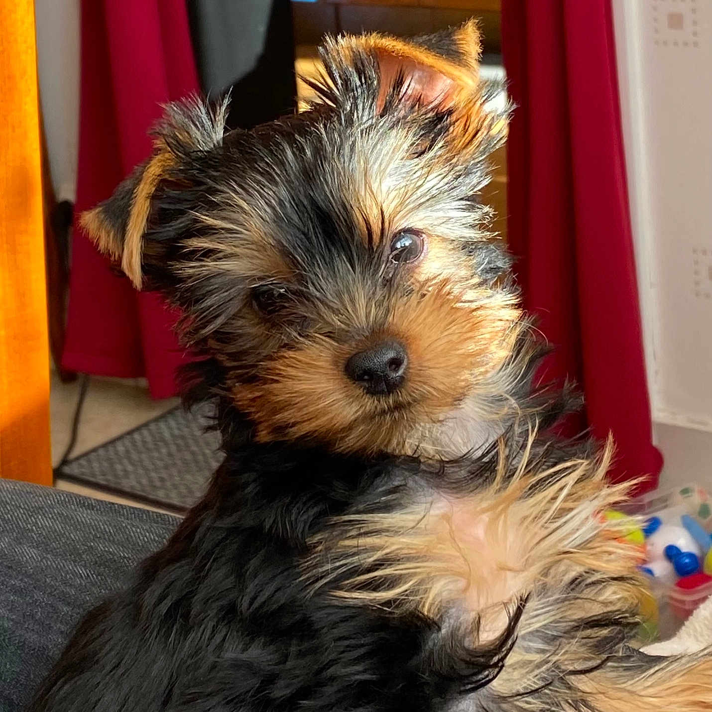 Vicky a rejoint le concours — aidez-le/la à gagner de superbes lots ! adorable, animal, black_fur, brown_fur, closeup, cozy, curious, cute, dog, fluffy, fur, head_tilt, home, indoor, pet, puppy, red_curtains, small_dog, sunlight, wooden_furniture
