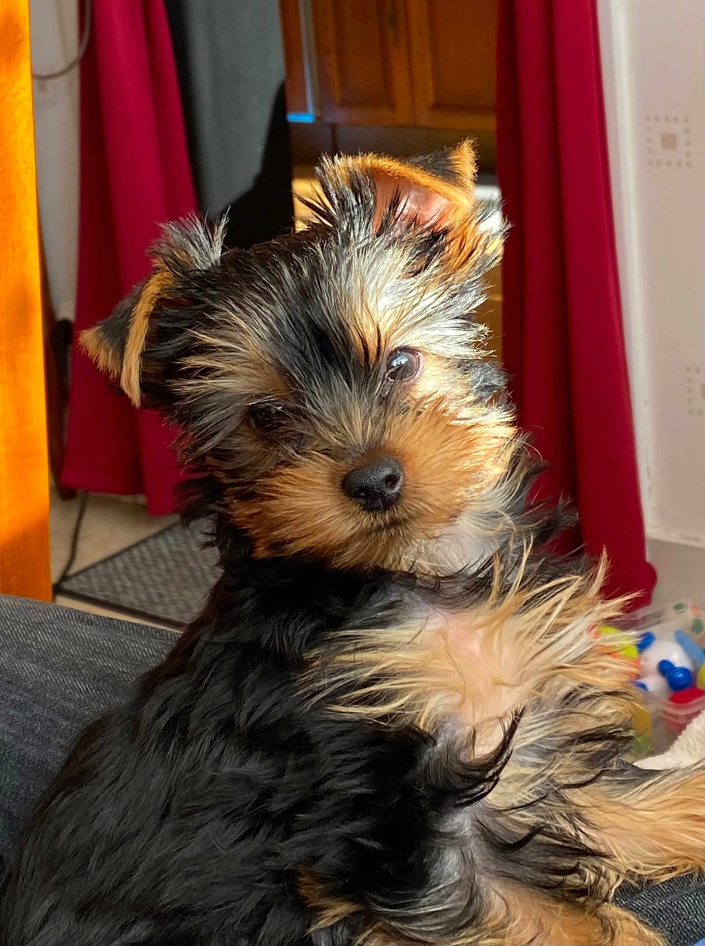 Vicky a rejoint le concours — aidez-le/la à gagner de superbes lots ! puppy, dog, pet, fur, cute, indoor, curious, head_tilt, sunlight, cozy, home, red_curtains, wooden_furniture, small_dog, adorable, animal, closeup, black_fur, brown_fur, fluffy
