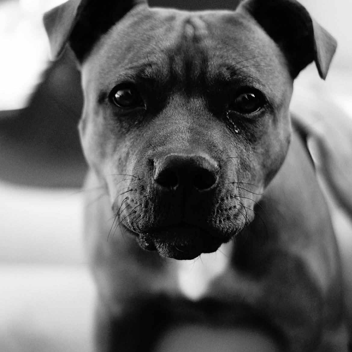 Simba participe au concours pour gagner de l'argent avec cette photo : animal, black_and_white, canine, close_up, dog, domestic_animal, ears, expression, eyes, focused, fur, head, indoor, looking, muzzle, pet, portrait, snout, soft_background, whiskers