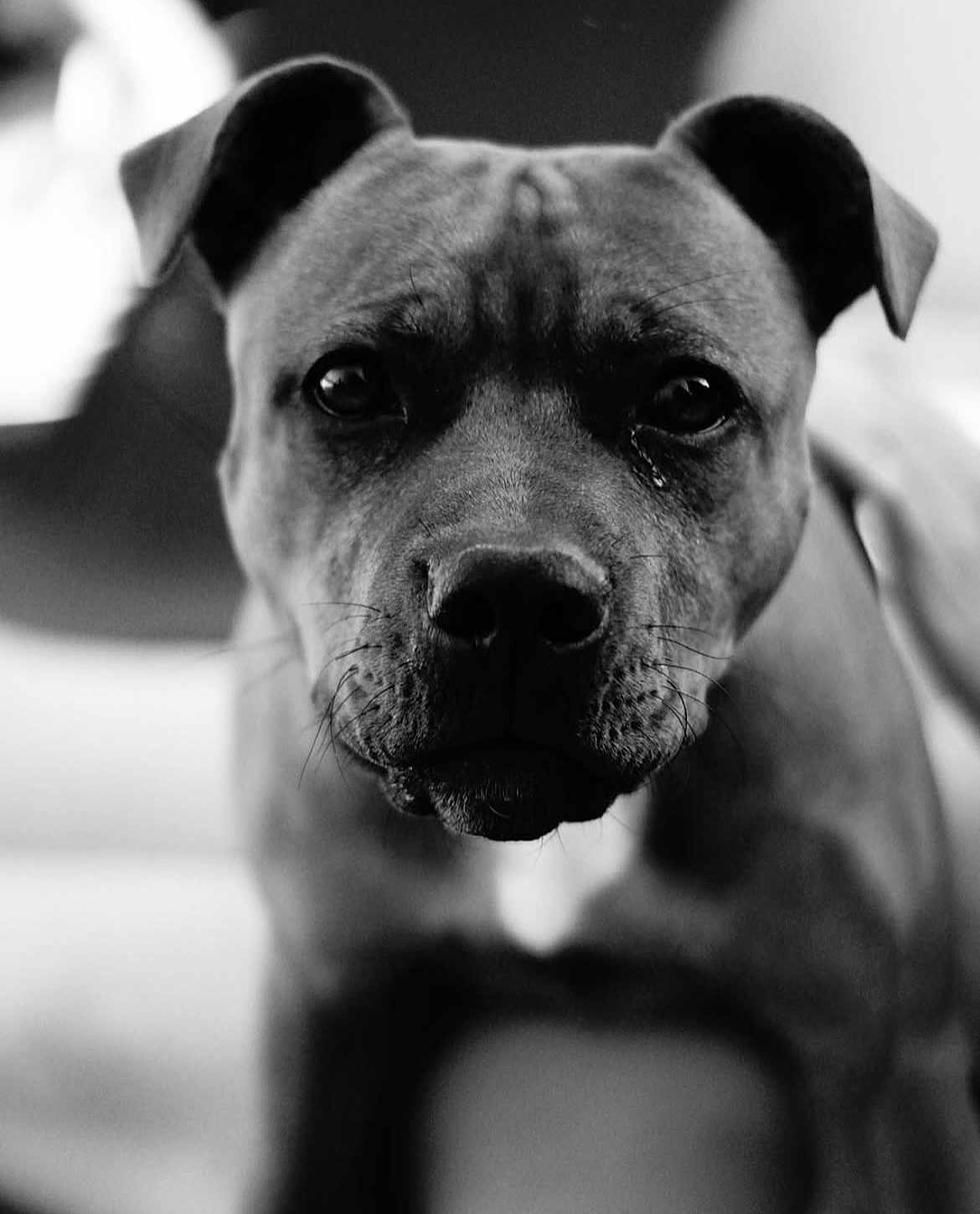 Simba