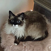 Luna is registered to the contest to win money with this photo: cat, fluffy, long_hair, blue_eyes, ragdoll, pet, feline, lying_down, indoors, cushion, plush, fireplace, brown, white, black, whiskers, ears, portrait, relaxed, photography