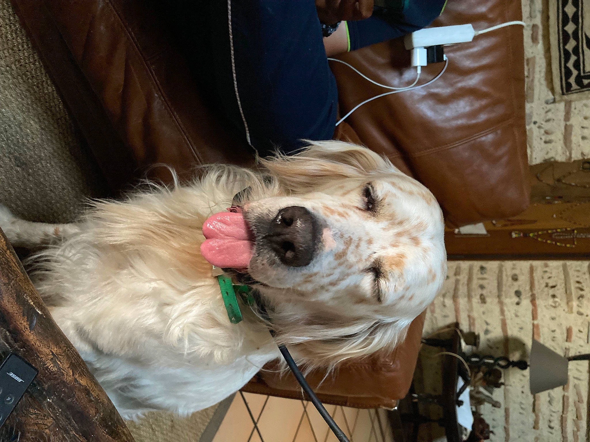 June participe au concours pour gagner de l'argent avec cette photo : canidae, carnivore, collar, companion_dog, dog, dog_breed, dog_collar, dog_supply, eyewear, fashion_accessory, fawn, goggles, leash, pet_supply, snout, sporting_group, sunglasses, vision_care, whiskers, working_animal