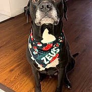Zeus is registered to the contest to win money with this photo: animal, bandana, black_dog, canine, companion, curious, cute, dog, domestic_animal, ears_down, flooring, house, indoor, looking_up, pet, portrait, sitting, white_chest, wooden_floor, zeus