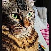 Tigrou a rejoint le concours — aidez-le/la à gagner de superbes lots ! cat, tabby, green_eyes, close_up, pet, animal, feline, fur, whiskers, portrait, indoor, pink_checkered, fabric, domestic, cute, sitting, looking_away, soft_light, texture, detail