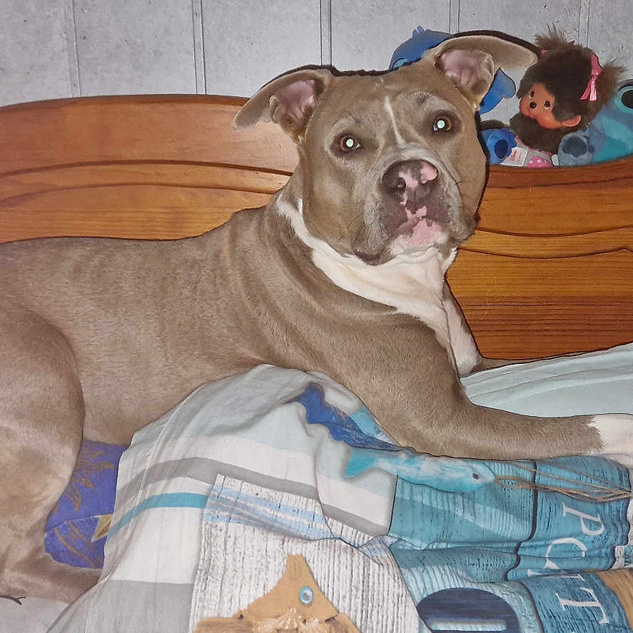 Uggyes participe au concours pour gagner de l'argent avec cette photo : dog, bed, quilt, stuffed_animals, poop_emoji_pillow, wooden_headboard, indoor, pet, animal, relaxed, brown_dog, bedroom, cute, toy, plush, furniture, resting, cozy, sleeping_area, cute_pet