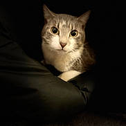 Monchat a rejoint le concours — aidez-le/la à gagner de superbes lots ! alert, animal, cat, close_up, curious, cute, dark_background, domestic_animal, ears, eyes, face, feline, fur, indoor, looking, mammal, pet, portrait, soft_light, whiskers