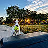 dog, puppy, jack_russell, tennis_ball, outdoor, park, sunset, sunlight, trees, grass, sidewalk, bench, playful, cute, portrait, standing, pet, animal, ball, landscape
