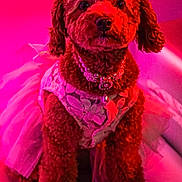 Zoey is registered to the contest to win money with this photo: dog, poodle, pet, portrait, tutu, dress, pearl_necklace, jewelry, fluffy, curly_fur, pink_lighting, magenta, studio_lighting, close_up, sitting, cute, fashion, accessory, indoor, adorable