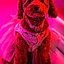 dog, poodle, pet, portrait, tutu, dress, pearl_necklace, jewelry, fluffy, curly_fur, pink_lighting, magenta, studio_lighting, close_up, sitting, cute, fashion, accessory, indoor, adorable