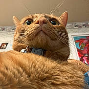 Jonesy joined the competition — help win amazing prizes! cat, orange_tabby, close_up, fluffy, whiskers, collar, bell, indoor, pet, fur, curious, wide_eyes, portrait, animal, cute, domestic_cat, mammal, feline, background_blur, wall_art