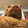 cat, orange_tabby, close_up, fluffy, whiskers, collar, bell, indoor, pet, fur, curious, wide_eyes, portrait, animal, cute, domestic_cat, mammal, feline, background_blur, wall_art