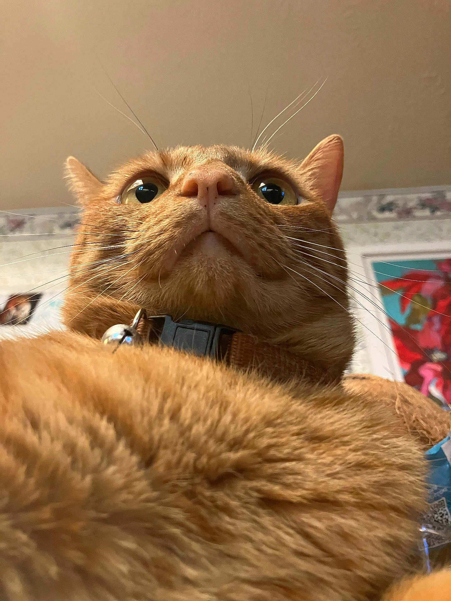 Jonesy joined the competition — help win amazing prizes! cat, orange_tabby, close_up, fluffy, whiskers, collar, bell, indoor, pet, fur, curious, wide_eyes, portrait, animal, cute, domestic_cat, mammal, feline, background_blur, wall_art