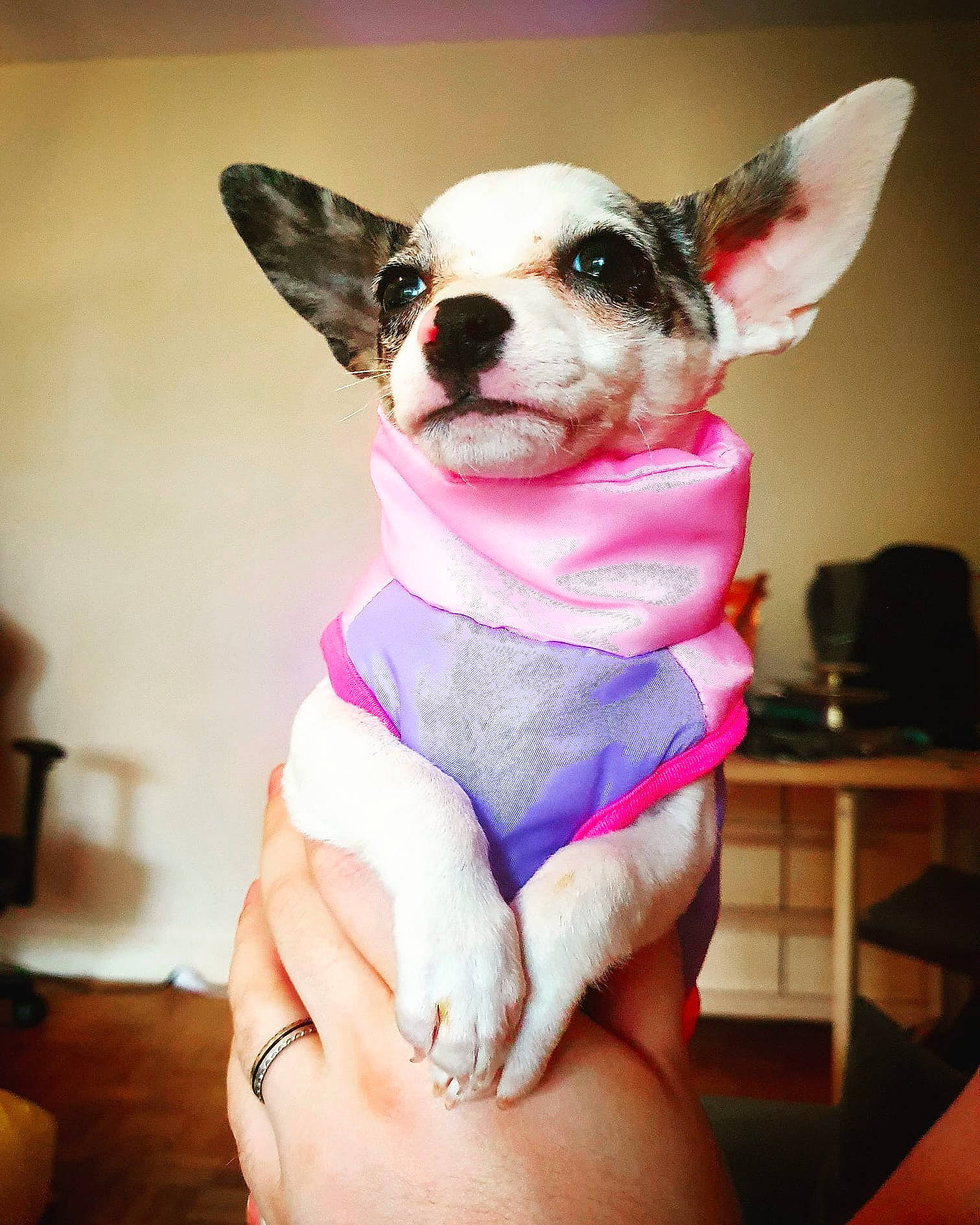 Obie a rejoint le concours — aidez-le/la à gagner de superbes lots ! canidae, carnivore, chihuahua, collar, companion_dog, dog, dog_breed, dog_clothes, dog_collar, dog_supply, nail, non_sporting_group, pet_supply, pink, russkiy_toy, snout, toy_dog, vertebrate, whiskers, working_animal