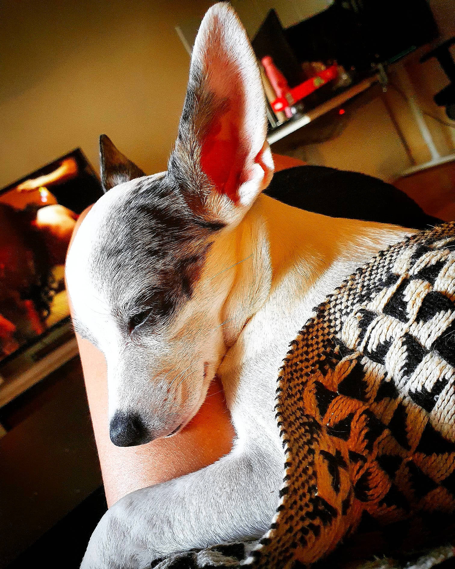 Obie participe au concours pour gagner de l'argent avec cette photo : bull_terrier, canidae, carnivore, companion_dog, dog, dog_breed, fawn, lamp, non_sporting_group, paw, peterbald, small_terrier, snout, terrier, toy_dog, vertebrate, whiskers, working_animal, working_dog